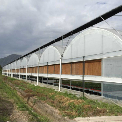 10000m2 Big Span Agriculture Multi Span Greenhouse Plastic Film Green House For Hydroponic Growing