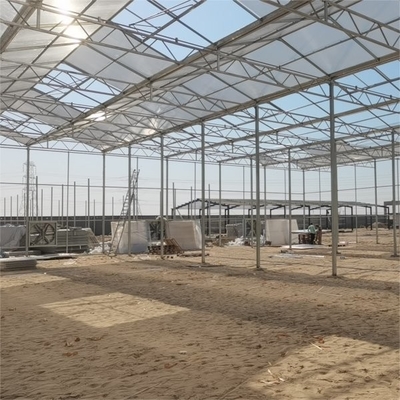 9.6m Span Venlo Pc Sheet Greenhouse Galvanized Steel Framework Green House Used For Agricuture