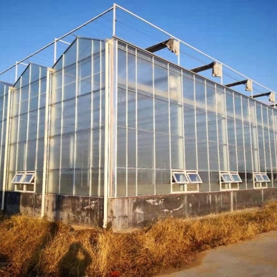 Venlo Heavy Duty Polycarbonate Greenhouse 8x10 8 X 12 6x8  6x4 12x48m Growing Tomatoes With Growing System
