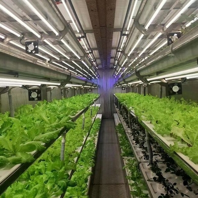 40 Feet Container Farming Plant Factory For Hydroponic Growing Lettuce Leaf Vegetable Growing