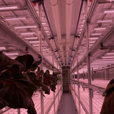 40 Feet Container Farming Plant Factory For Hydroponic Growing Lettuce Leaf Vegetable Growing