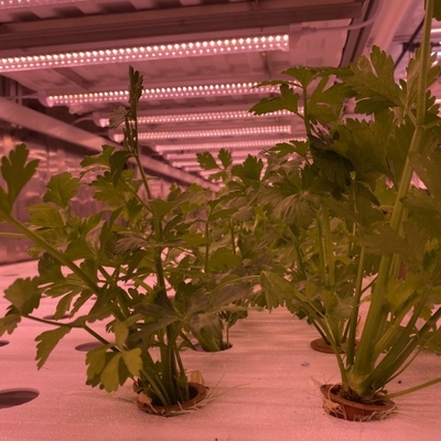 40 Feet Container Farming Plant Factory For Hydroponic Growing Lettuce Leaf Vegetable Growing