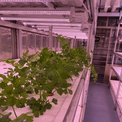 40 Feet Container Farming Plant Factory For Hydroponic Growing Lettuce Leaf Vegetable Growing