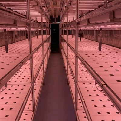 40 Feet Container Farming Plant Factory For Hydroponic Growing Lettuce Leaf Vegetable Growing