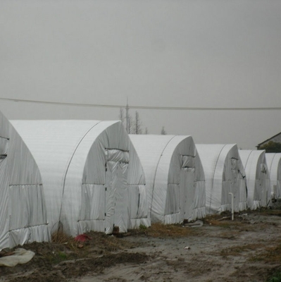 Agriculture Hot Dip Galvanized Steel Framework Panda Film Greenhouse Mushroom Cultivation