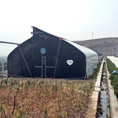 10m double framework mushroom greenhouse with black shade net and shelves outdoor