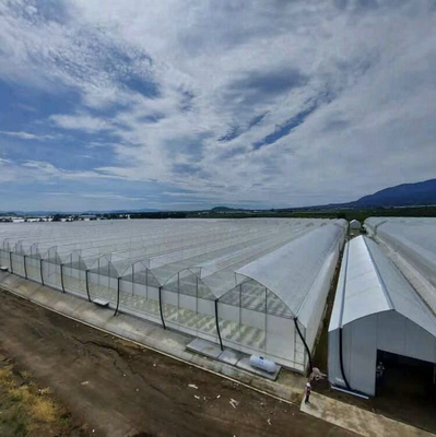 Multi Span Agriculture Greenhouse Sawtooth With Cooling System Nursery Seedbed System