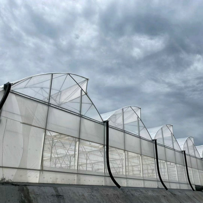 Multi Span Agriculture Greenhouse Sawtooth With Cooling System Nursery Seedbed System