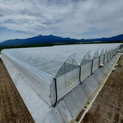 3m-6m Tropical Sawtooth Greenhouse Gutter Connected Steel Framework For Hydroponic Roses