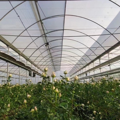 3m-6m Tropical Sawtooth Greenhouse Gutter Connected Steel Framework For Hydroponic Roses