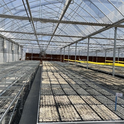 Multi Span Agriculture Greenhouse Sawtooth With Cooling System Nursery Seedbed System
