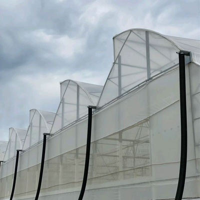 3m-6m Tropical Sawtooth Greenhouse Gutter Connected Steel Framework For Hydroponic Roses