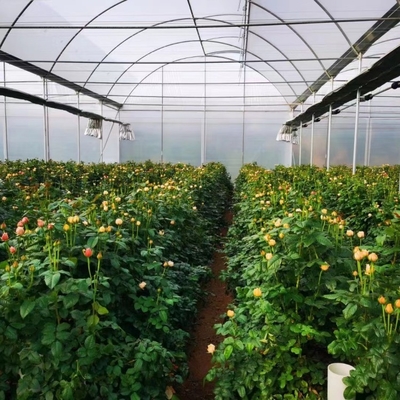 3m-6m Tropical Sawtooth Greenhouse Gutter Connected Steel Framework For Hydroponic Roses