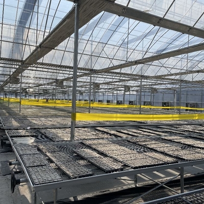 Multi Span Agriculture Greenhouse Sawtooth With Cooling System Nursery Seedbed System