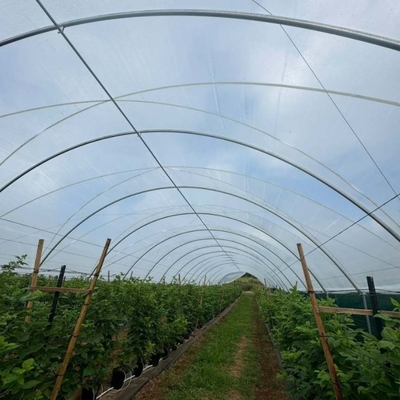 Multi-Span Structure Greenhouse Commercial Modern Bluberry Hoop Green House With Film Covering