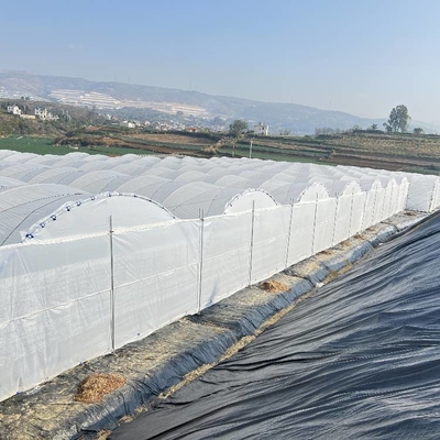 Multi-Span Structure Greenhouse Commercial Modern Bluberry Hoop Green House With Film Covering