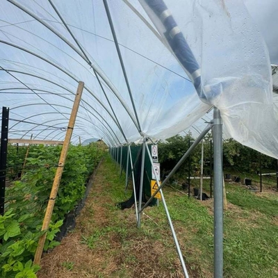 Multi-Span Structure Greenhouse Commercial Modern Bluberry Hoop Green House With Film Covering