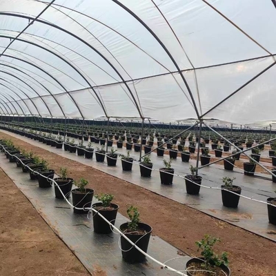 Uv Resistant Polyethylene Berry Hoop Film Greenhouse With Door Keep Warm Growing Strawberry Blueberry