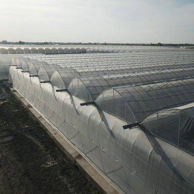 6m 7m 8m 9m Span Clear Plastic Film Greenhouse Vegetable Farming Tomatoes Pepper Lettuce