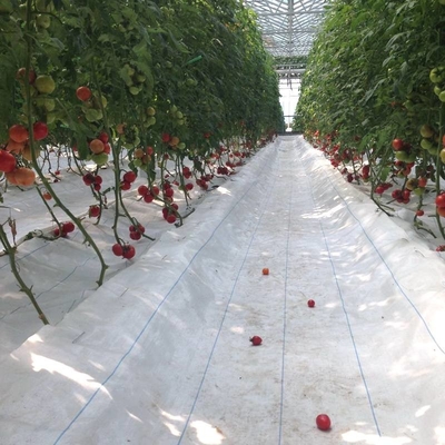 Agriculture Polycarbonate Sheet Greenhouse For Tomato Farming