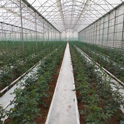 12x20 12 X 8 12 X 6  Polycarbonate Greenhouse With Cooling System And Heating System Roof Film Side