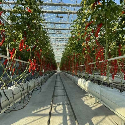 Modular Agricultural Greenhouse For Sale Dome Roof Cover Film Side Cover Multi Span Cucumber Lettuce Growing