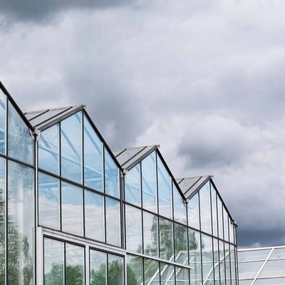Venlo Roof Glass Green House For Agriculture 10.8m Lettuce Leaf Vegetable Salad Greenhouse