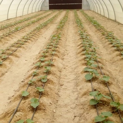Industrial Poly Tunnels For Gardens Head Roof Yellow Film Tunnel Greenhouse Plastic