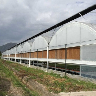 Large Size Clear Plastic Film Greenhouse Multi Span  3-6m Gutter Height Galvanized Steel Greenhouse