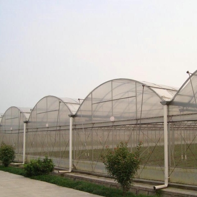Large Size Clear Plastic Film Greenhouse Multi Span  3-6m Gutter Height Galvanized Steel Greenhouse