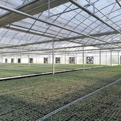 Large Size Clear Plastic Film Greenhouse Multi Span  3-6m Gutter Height Galvanized Steel Greenhouse
