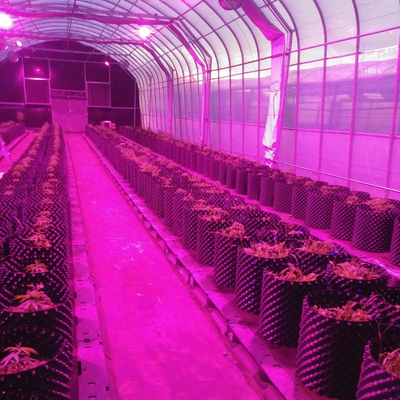 Automatic Light Deprivation Greenhouse Blackout System Greenhouse For Medical Plants