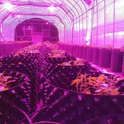 Automatic Light Deprivation Greenhouse Blackout System Greenhouse For Medical Plants