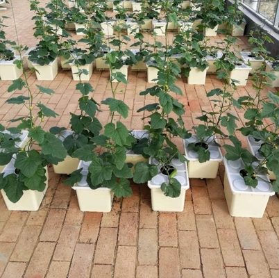 Pp Soilless Hydroponic System Medium 30x25x23cm Beige Dutch Bucket Growing Tomatoes Cucumber Zucchini