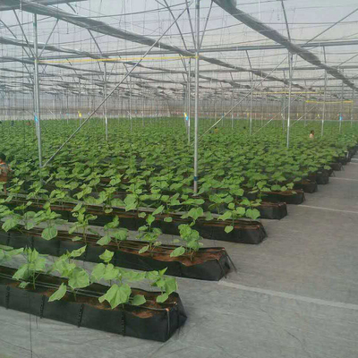 Soilless Growing System PP Growing Trough Colletcing Trough Black Growing Tomatoes Rose Cucumbers