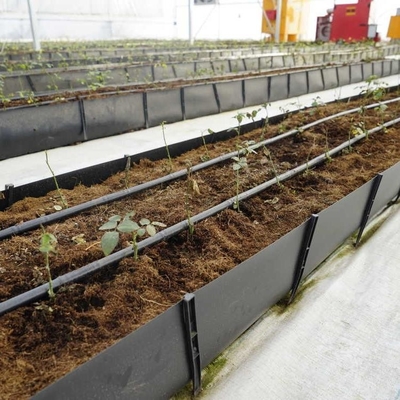 Soilless Growing System PP Growing Trough Colletcing Trough Black Growing Tomatoes Rose Cucumbers