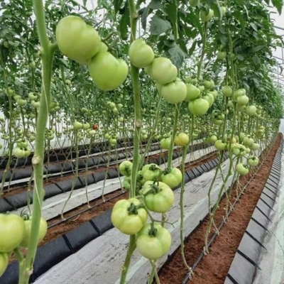 Soilless Growing System PP Growing Trough Colletcing Trough Black Growing Tomatoes Rose Cucumbers