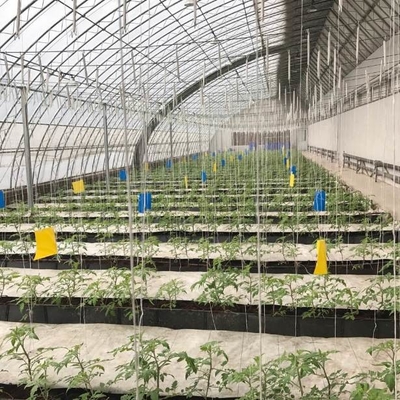 Soilless Growing System PP Growing Trough Colletcing Trough Black Growing Tomatoes Rose Cucumbers