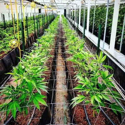 Soilless Growing System PP Growing Trough Colletcing Trough Black Growing Tomatoes Rose Cucumbers