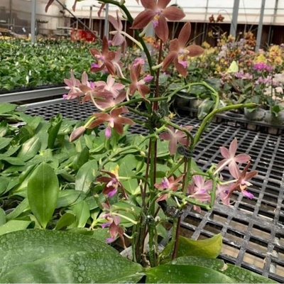 1.735m Greenhouse Rolling Tables PE Material Rolling Top Greenhouse Benches For Rose Orchid