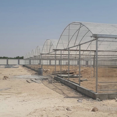 10 X 6 10 X 20 10 X 12  10' X 10 Clear Polycarbonate Greenhouse Wave Sheet Yellow Film Growing Lettuce Leaf Vegetable