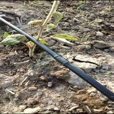 30cm 40cm 50cm Spacing PE Drip Pipe Irrigation For Vegetable Fruits Flower Fertigation Irrigation System