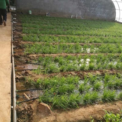 Diameter 16mm PE Drip Tape  Drip Irrigation For Greenhouse Farm Irrigation Fertigation System