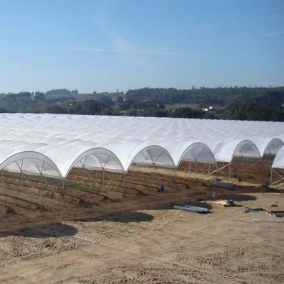 New Design Multi Span Film Plastic Tunnel Agricultural Greenhouse Growing Different Types Berries Strawberry Blueberry