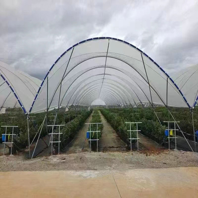 10000 Sqm Easy Connected Tunnel Cgreenhoue Plastic Poly Film Growing Strawberry Bluberry Berry Fruits