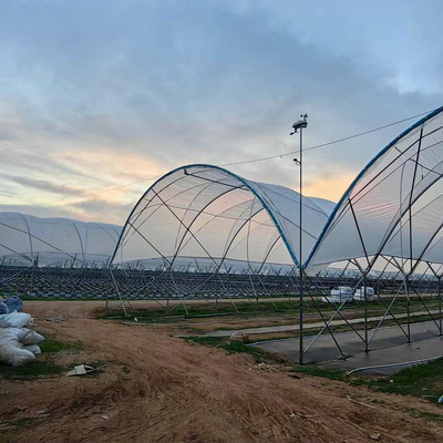 10000 Sqm Easy Connected Tunnel Cgreenhoue Plastic Poly Film Growing Strawberry Bluberry Berry Fruits