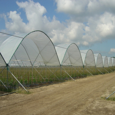 New Design Multi Span Film Plastic Tunnel Agricultural Greenhouse Growing Different Types Berries Strawberry Blueberry