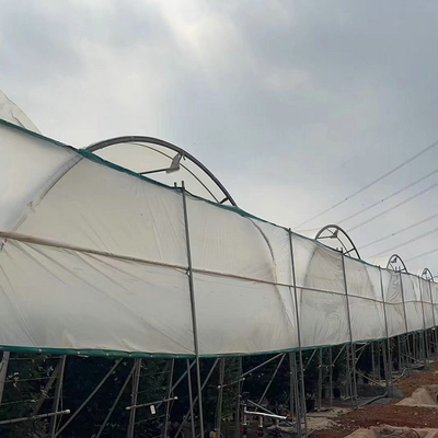 10000 Sqm Easy Connected Tunnel Cgreenhoue Plastic Poly Film Growing Strawberry Bluberry Berry Fruits