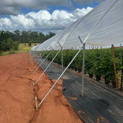 10000 Sqm Easy Connected Tunnel Cgreenhoue Plastic Poly Film Growing Strawberry Bluberry Berry Fruits