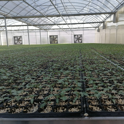 Cheap Custom Arch  Green House Plastic Film Multi Span Agriculture Greenhouse For Vegetable